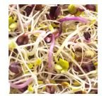 Seeds germinate - Alfa / Radish / Fennel